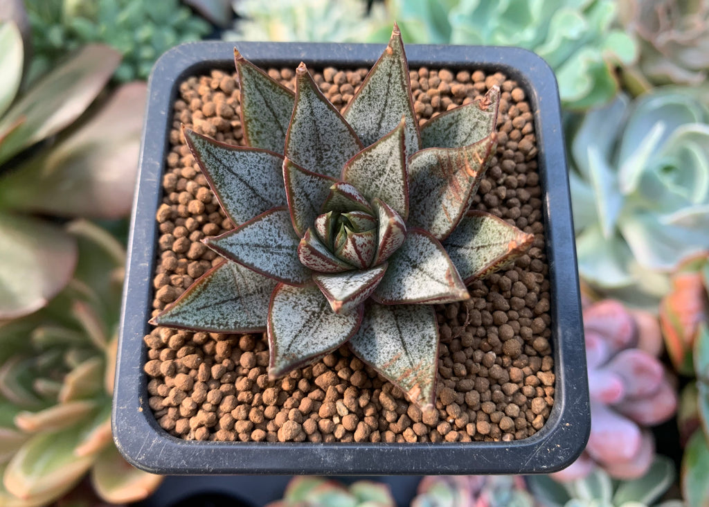 echeveria purpusorum succulent Echeveria 'Purpusorum' White Form 1" Succulent Plant