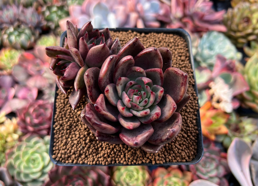 bronze succulent Echeveria Agavoides 'Bronze Beauty' 2" Succulent Plant