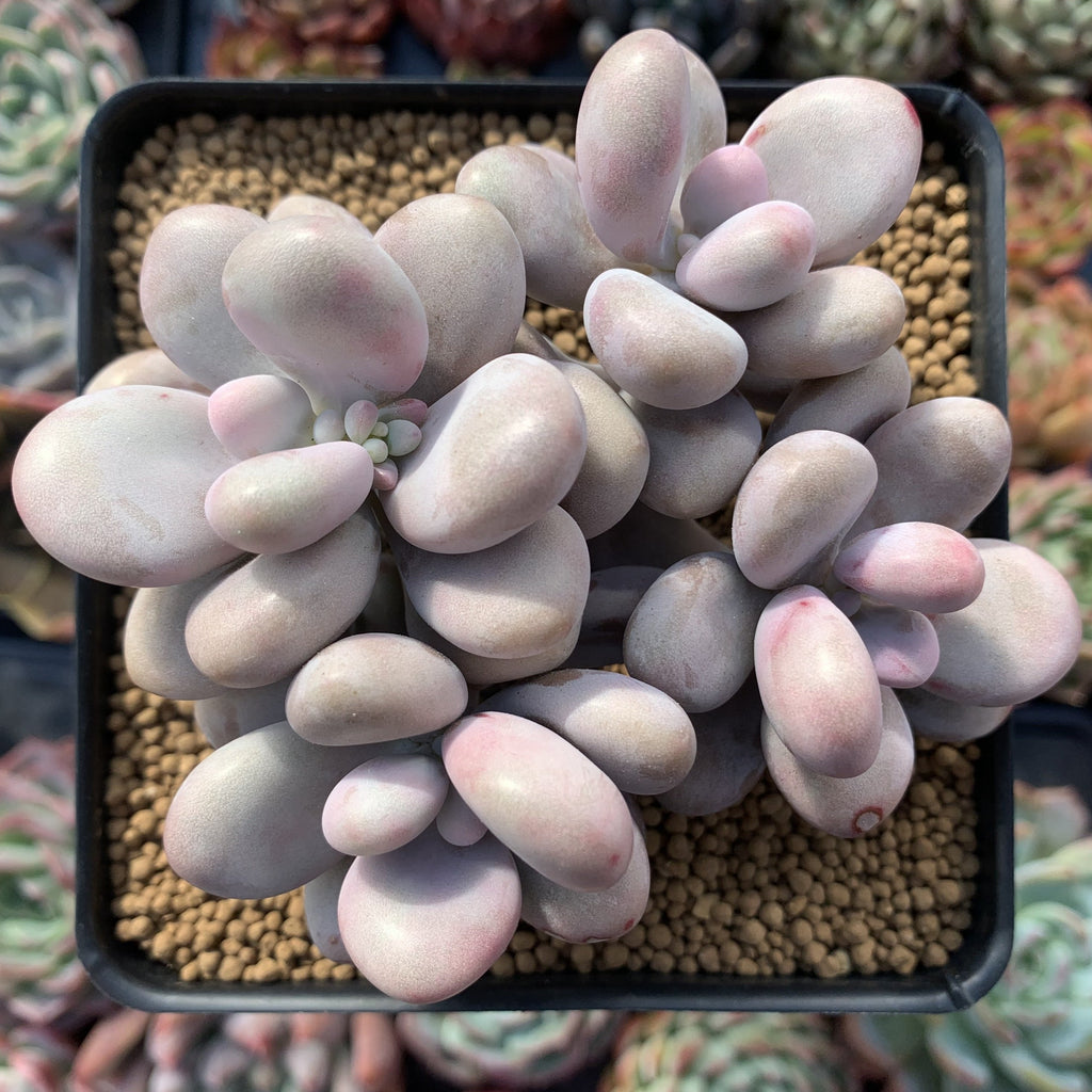 amethystinum succulents Graptopetalum 'Amethystinum' 4" Cluster Succulent Plant – True Succulents Plant Co
