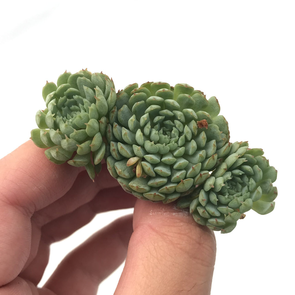 globulosa succulent Echeveria 'Globulosa' Cluster 1" Rare Succulent Plant – True Succulents Plant Co