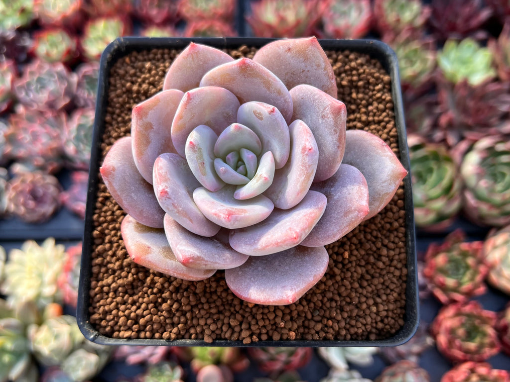 succulents la Echeveria 'La Bamba' 2