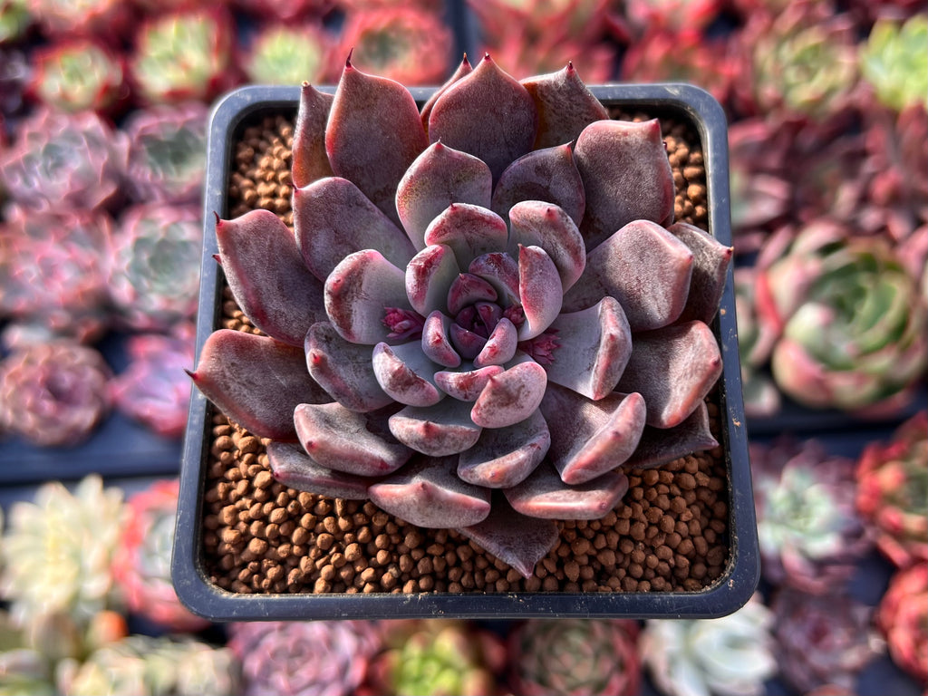 Echeveria 'Purple Zaragoza' 2