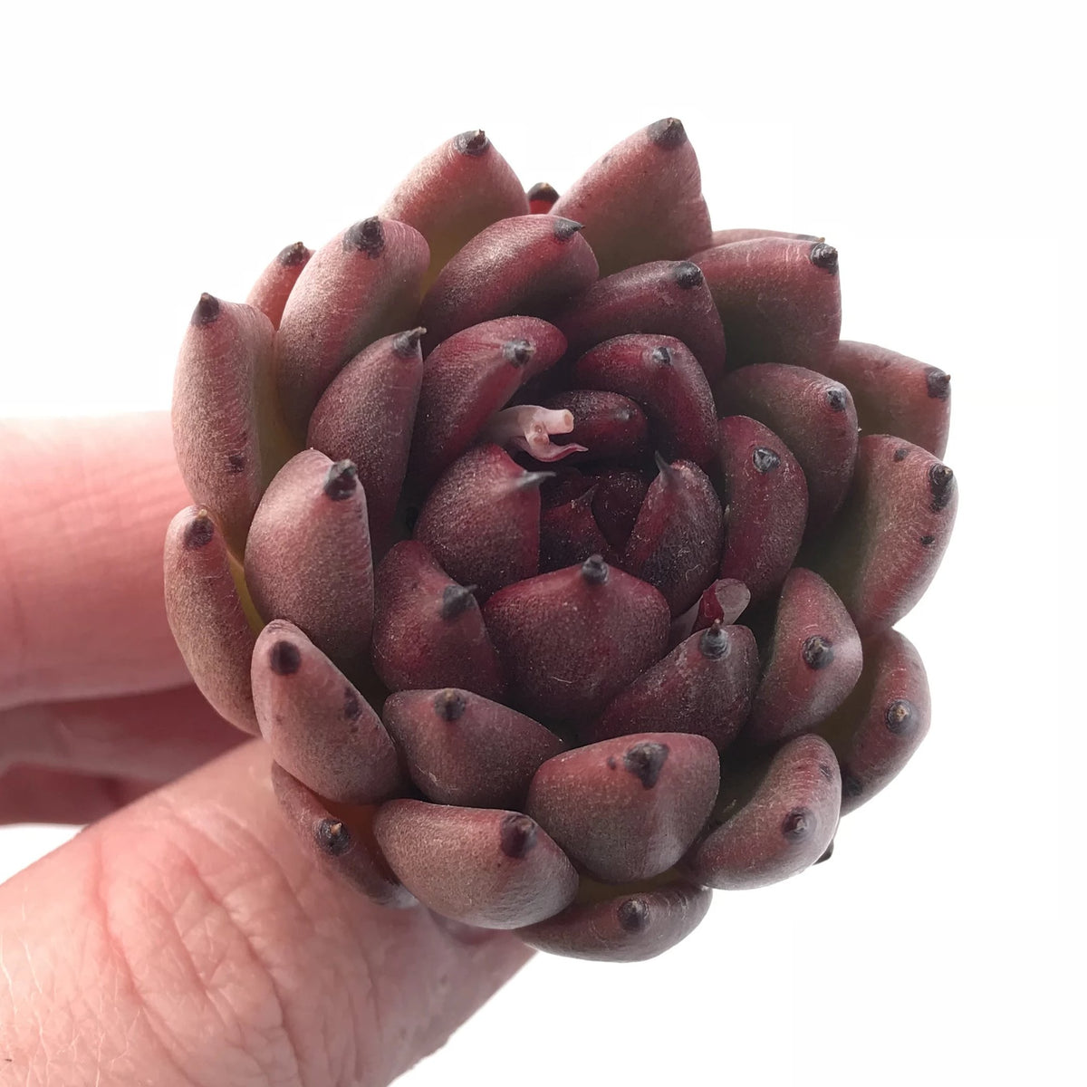 Echeveria Agavoides ‘Black Queen’ 1”-2” Rare Succulent Plant