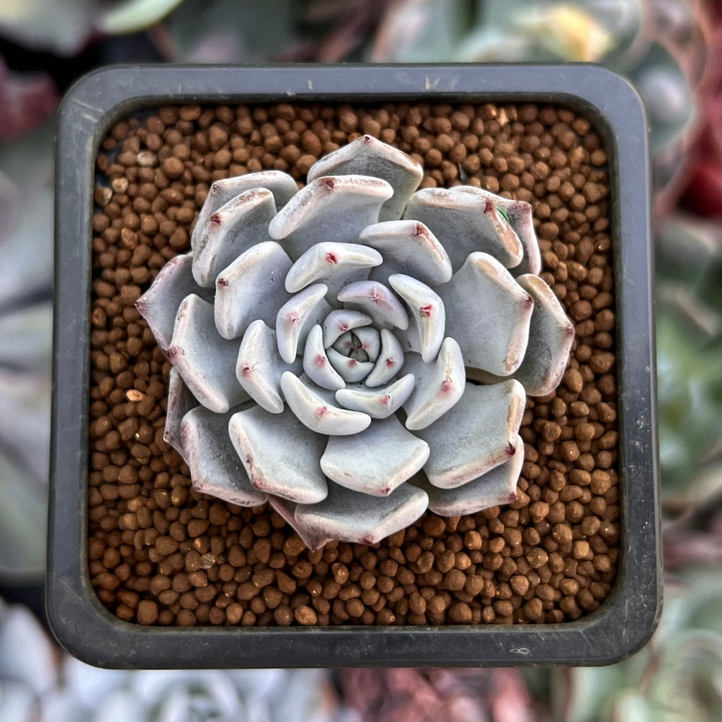 gray succulent plant Echeveria 'Gray Rosa' 1" Succulent Plant