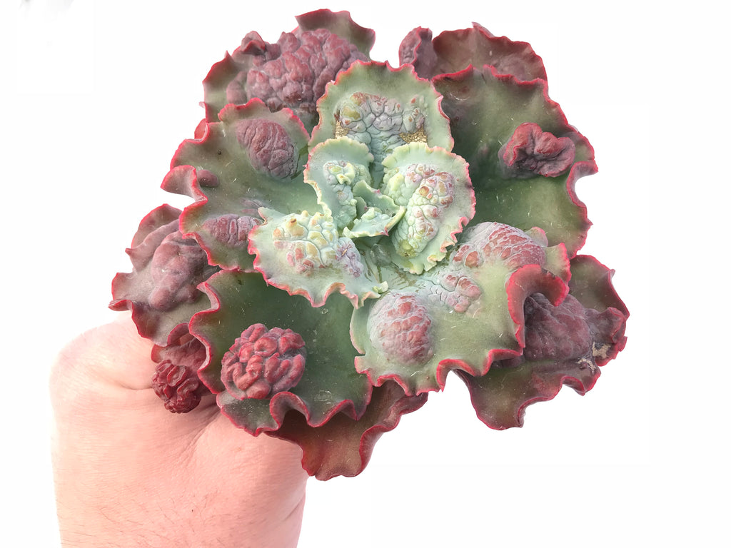 vegetable that looks like a succulent Echeveria Frill Sp. 5” Rare Succulent Plant – True Succulents Plant Co