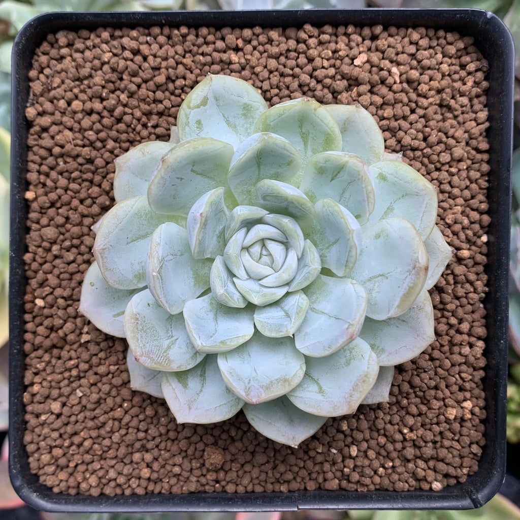 image_c5f93a21-9b2e-4220-93f1-