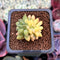 Pachyphytum 'Compactum' Crested Variegated 1"-2" Succulent Plant