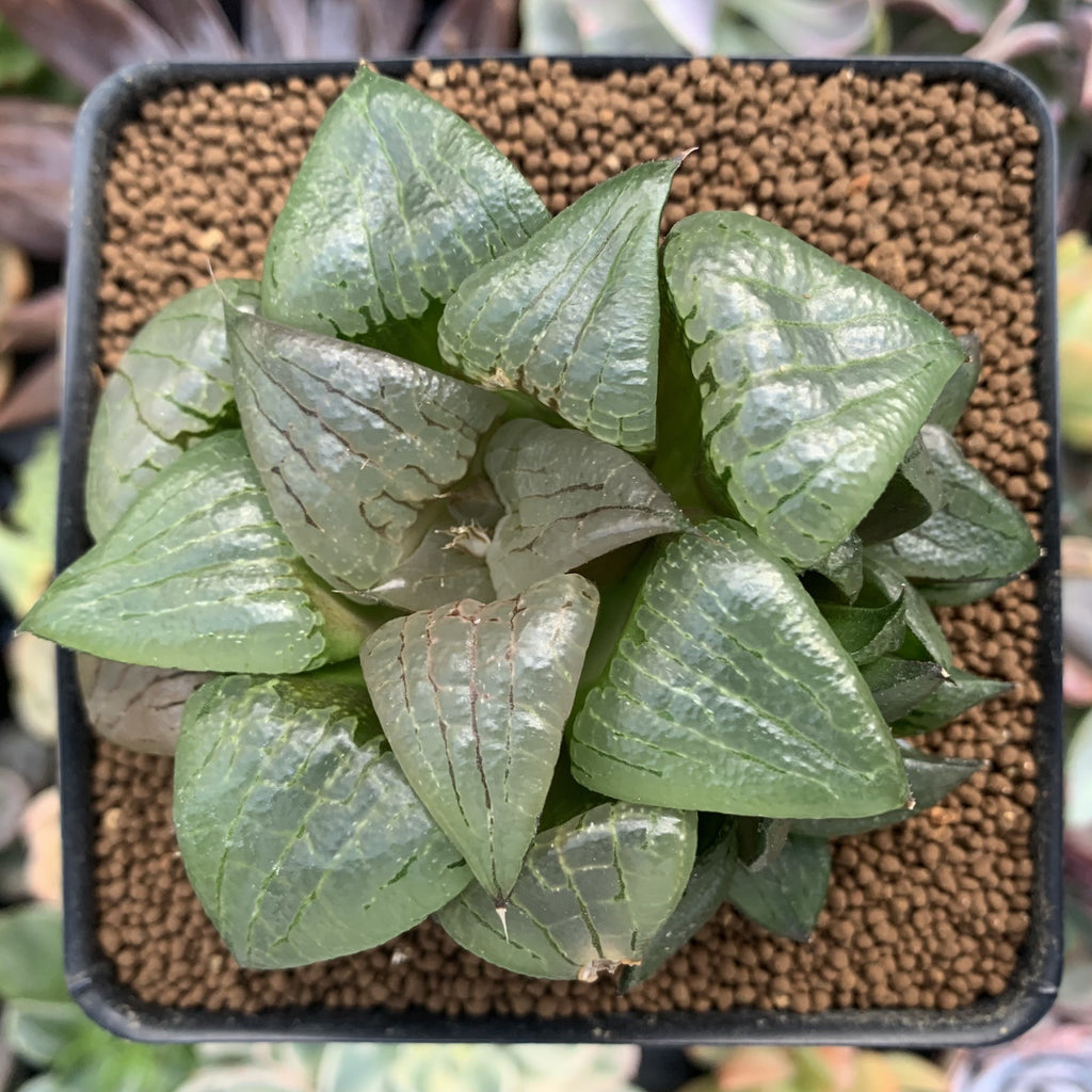haworthia glass succulent Haworthia Comptoniana 'Stained glass' Cluster 3" Succulent Plant – True Succulents  Plant Co