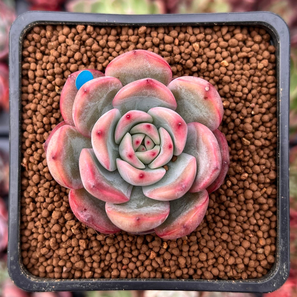 pink succulent name Echeveria 'Glam Pink' 1" Succulent Plant