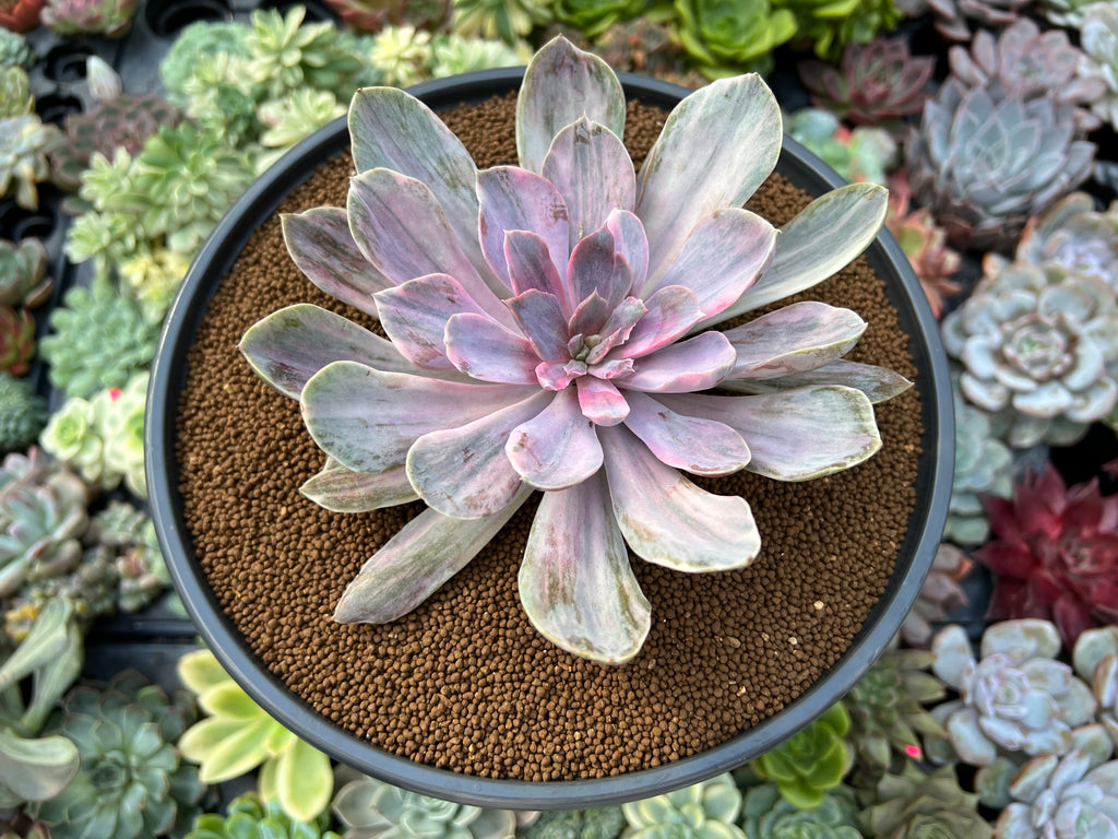 perle von nurnberg succulent Echeveria 'Perle von Nurnberg' Variegated 5" Succulent Plant – True  Succulents Plant Co