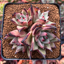 Echeveria Agavoides 'Topaz' 3" Cluster Succulent Plant