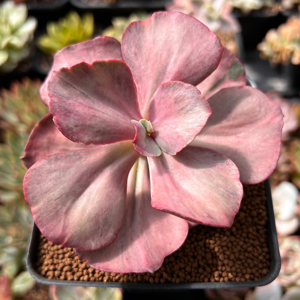 Succulent Plants | 5 Echeveria Succulents | Rooted In Planter Pots With Soil | Real - Foto 10