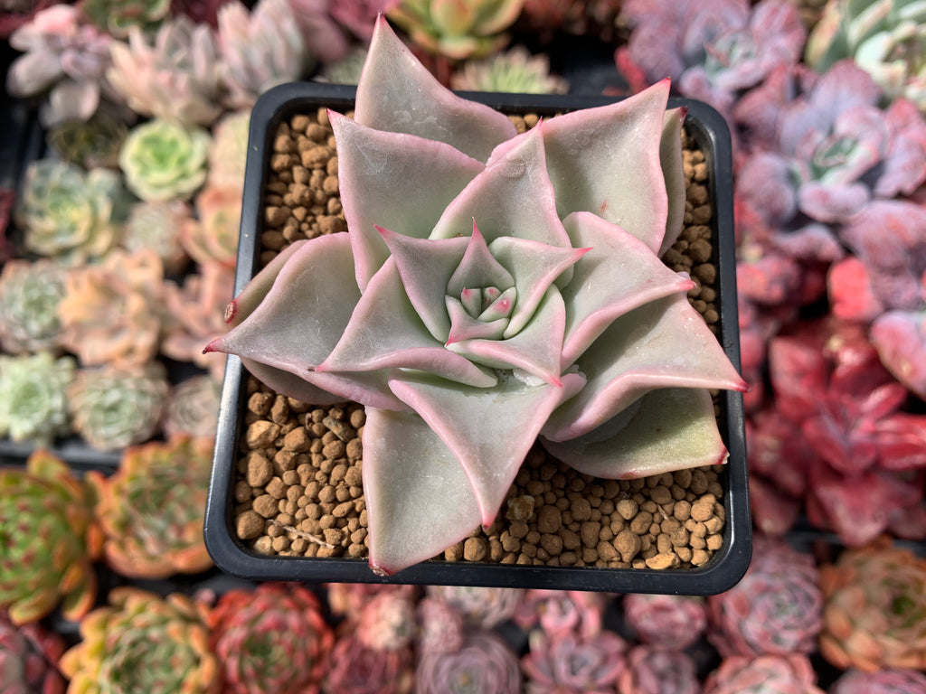 madiba succulent Echeveria 'Madiba' 3" Succulent Plant – True Succulents Plant Co