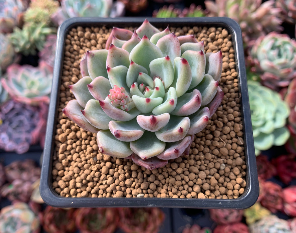 cherry blossom succulent Echeveria 'Cherry Blossom Ending' 2