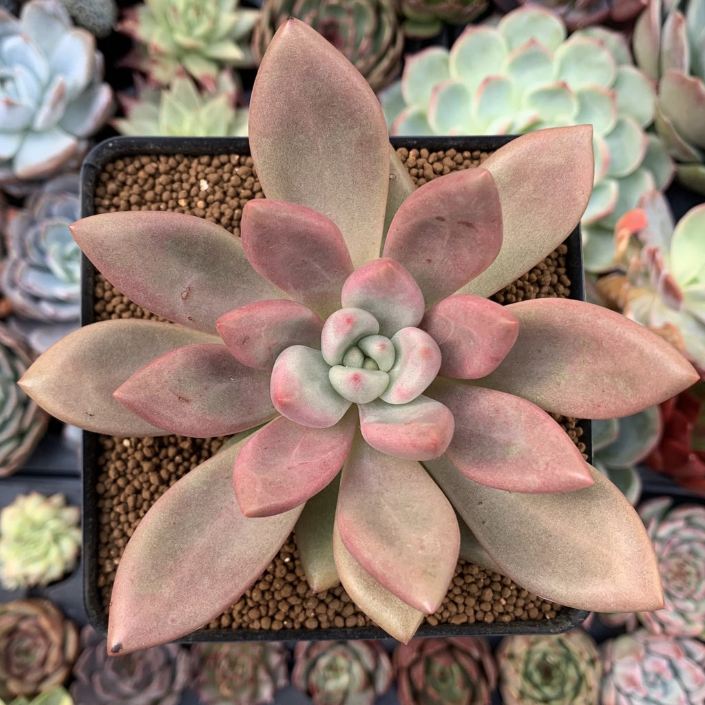ruby donna succulent Graptoveria 'Ruby Donna' 3" Succulent Plant – True Succulents Plant Co
