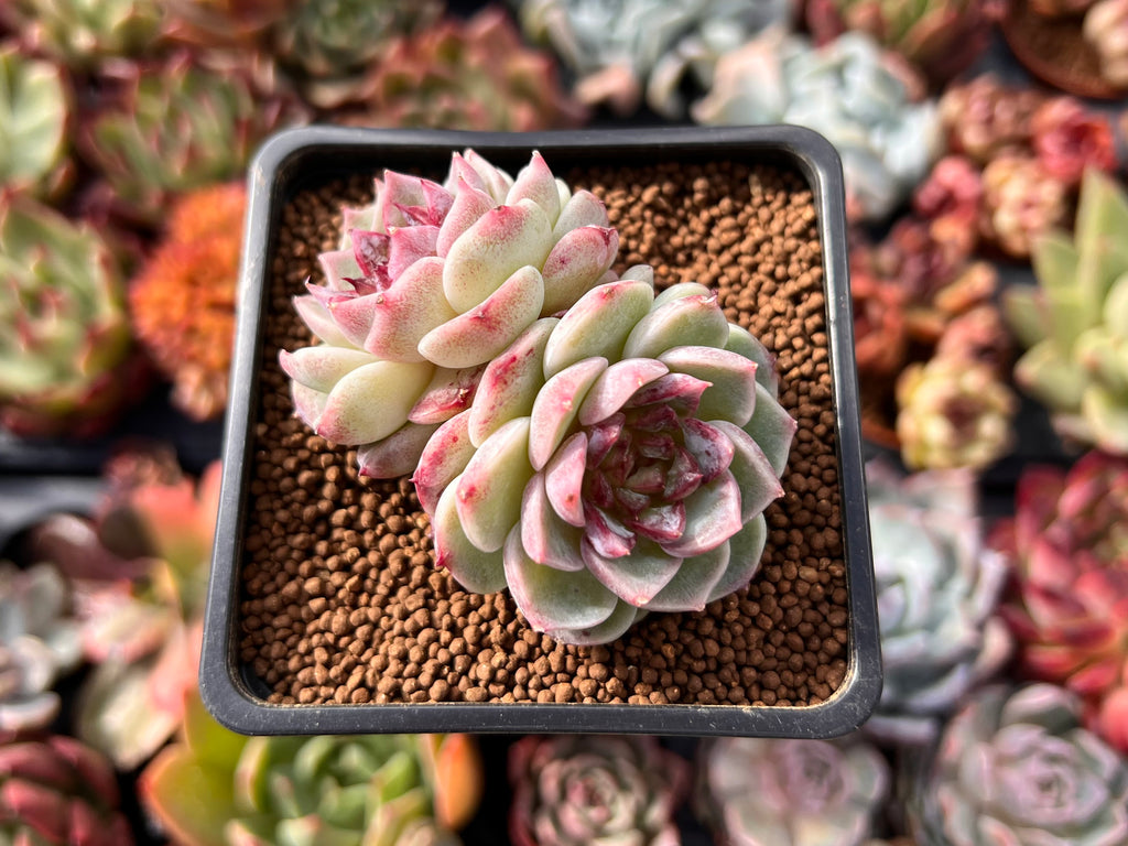 rare red succulents Echeveria 'Red Velvet' 2" Cluster Succulent Plant
