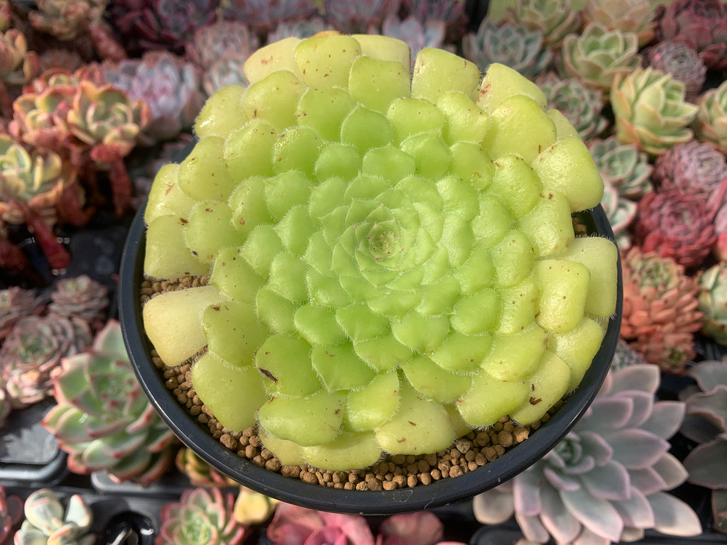 succulent aeonium tabuliforme indoors Aeonium 'Tabuliforme' 5