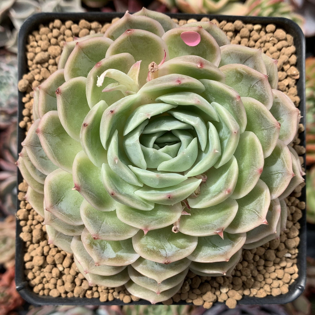 world of succulents echeveria Echeveria 'Onslow' 3"-4" Succulent Plant