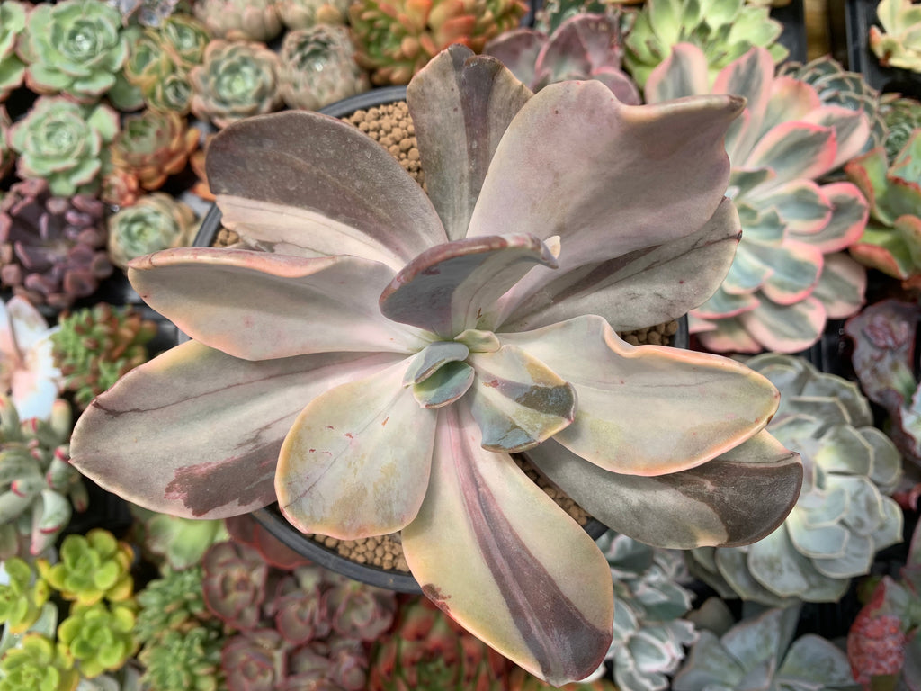 Echeveria 'Pampoteus' Variegated 6