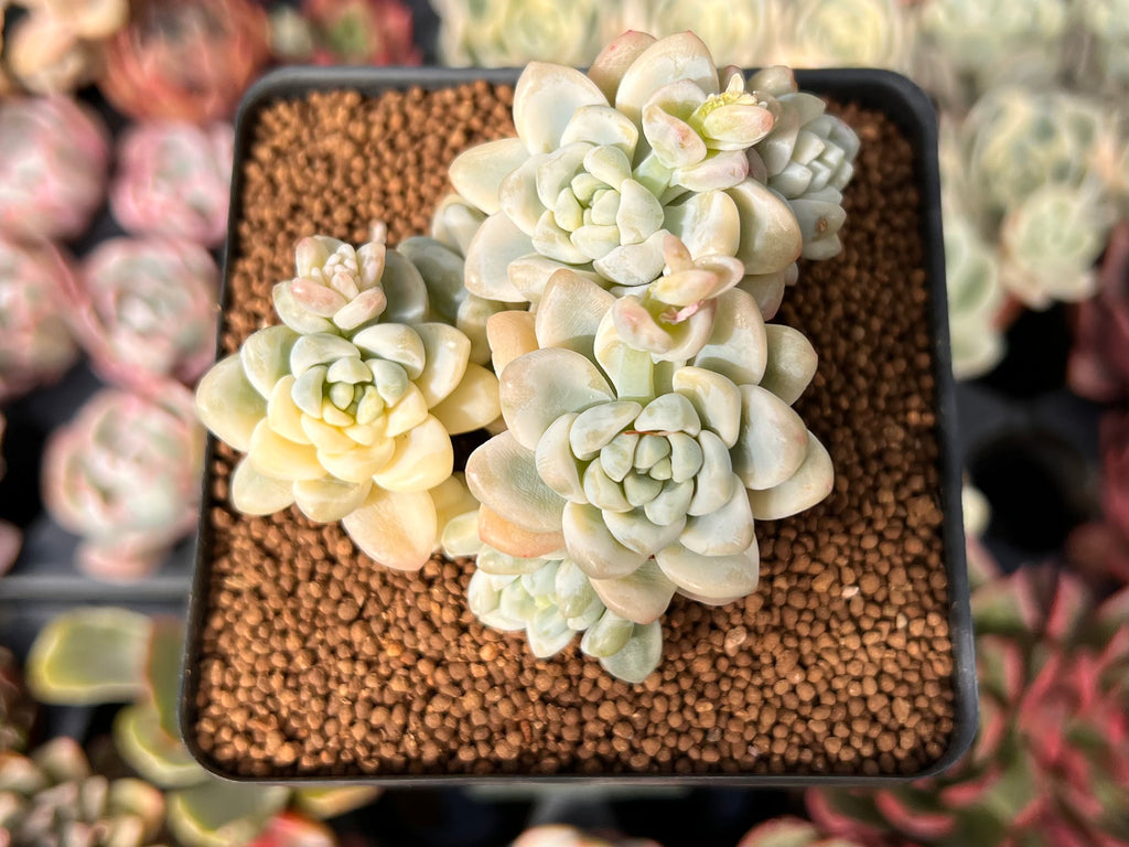 clavatum succulent Sedum 'Clavatum' Variegated 2