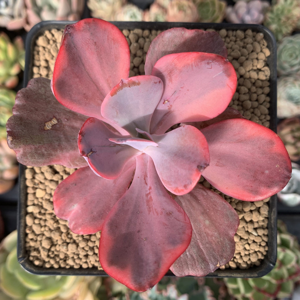 Echeveria 'Angel Wings' Variegated 3