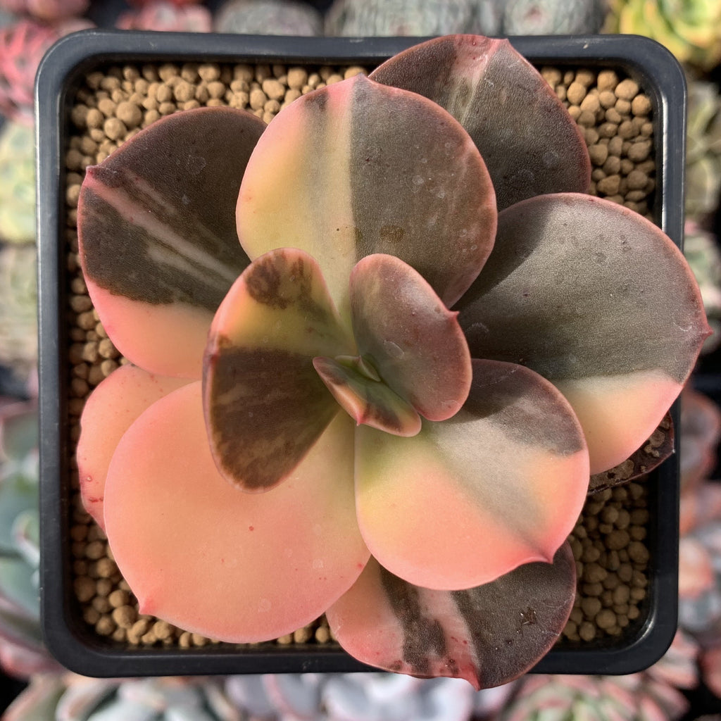succulent plants ebay Echeveria 'Primadonna' Variegated 3