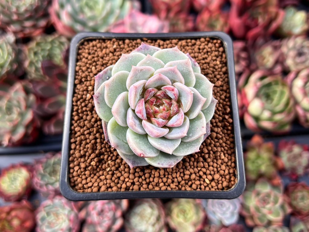 velvet succulent plant Echeveria 'Red Velvet' 1" Succulent Plant – True Succulents Plant Co