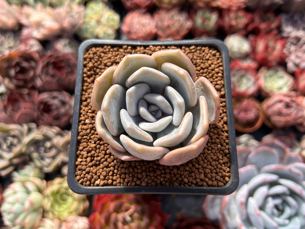tiramisu succulent Echeveria 'Tiramisu' 2" Succulent Plant – True Succulents Plant Co
