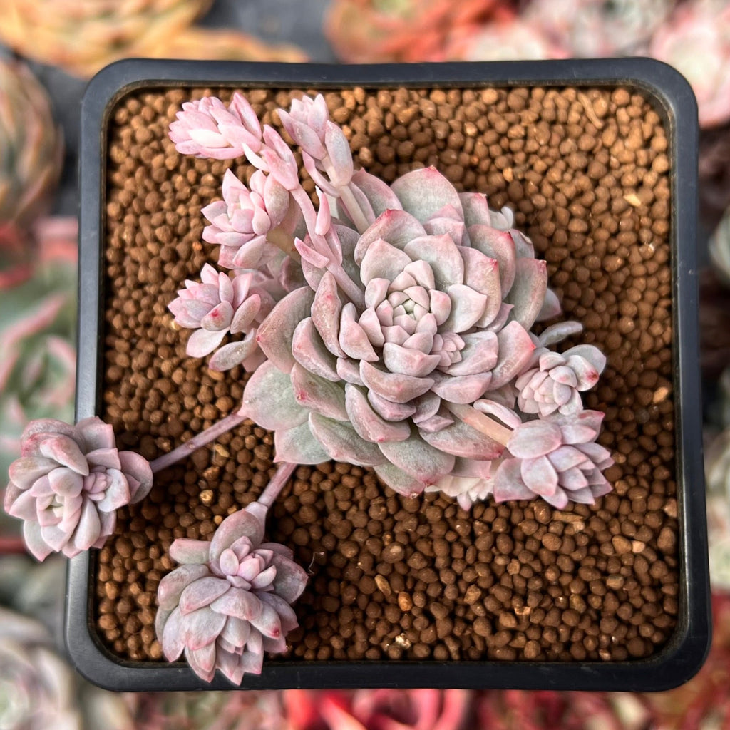 echeveria prolifica variegata Echeveria 'Prolifica' Variegated 1