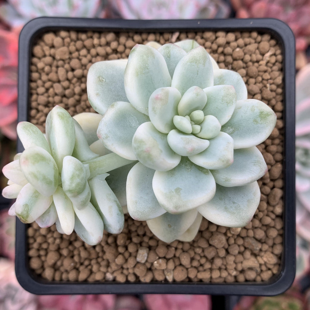 Sedum 'Clavatum' Variegated 2