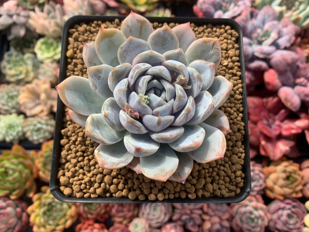 Echeveria 'Snow Bunny' 4
