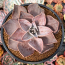 Echeveria 'Rodolfi' 3"-4" Succulent Plant