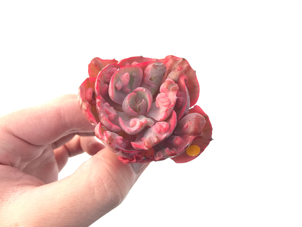 Echeveria 'Beyonce' Hearts Delight Variegated 3" Rare Succulent Plant True Succulents Plant Co.