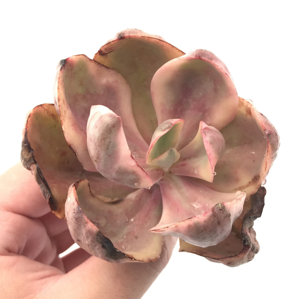 Echeveria &lsquo;Golden State&rsquo; Variegated 3" Rare Succulent Plant – True