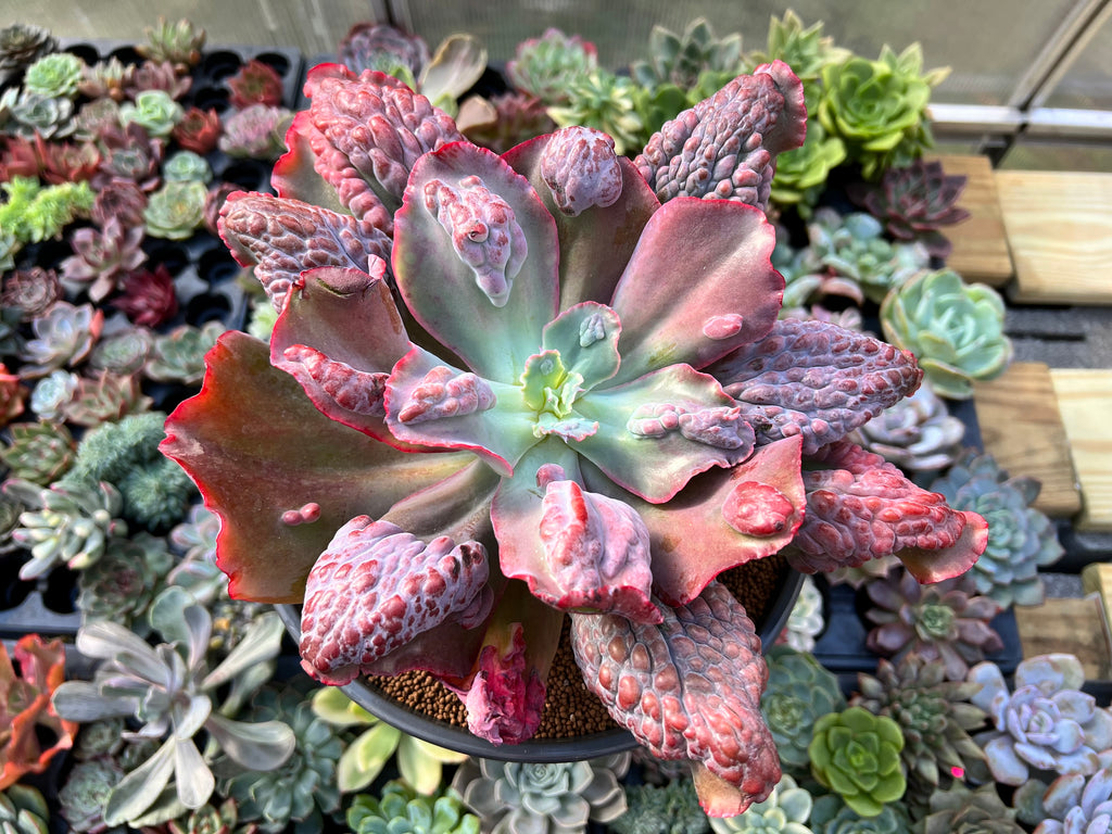 dick's succulent chicken Echeveria Dick Wright Hybrid 7