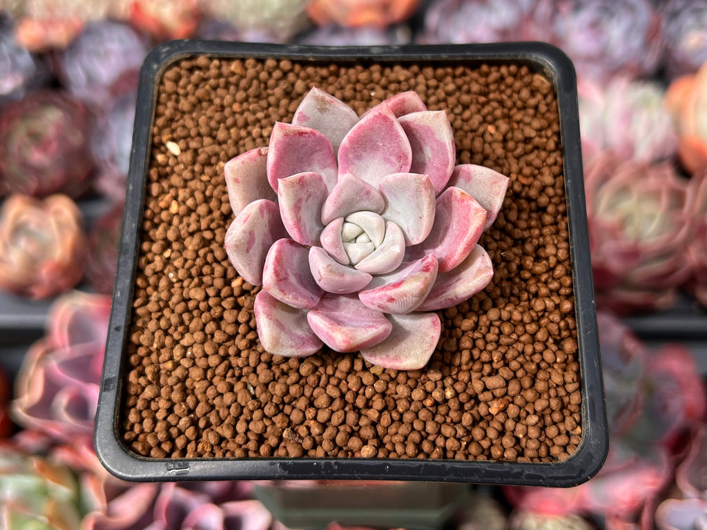 do pink succulents exist Echeveria 'Pink Spot' 1" Succulent Plant – True Succulents Plant Co