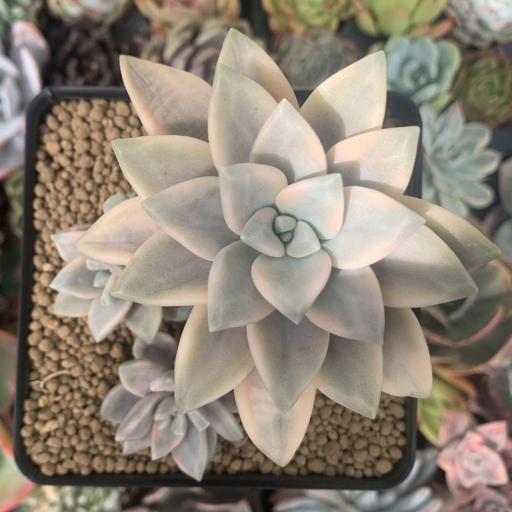 AAA級★天然木化玉原石B92U3/183U51 Graptopetalum 'Paraguayense' Variegated 3