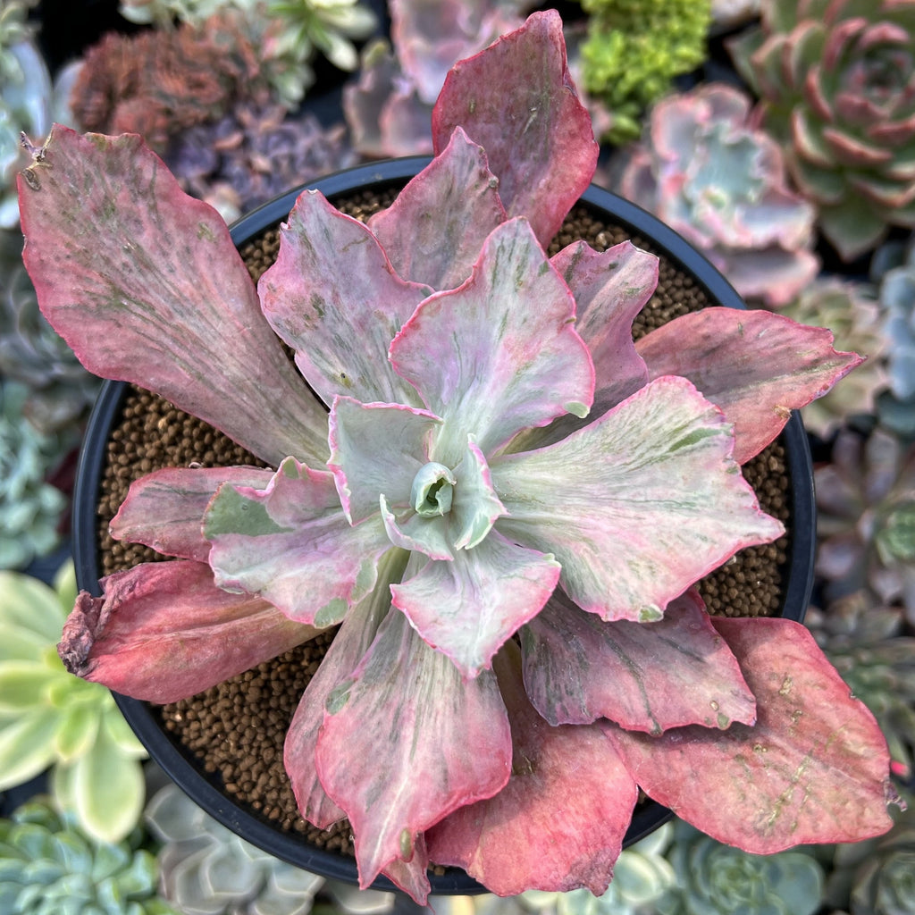 chantilly succulent Echeveria 'Pink Chantilly' Mutation Variegated 4" Succulent Plant
