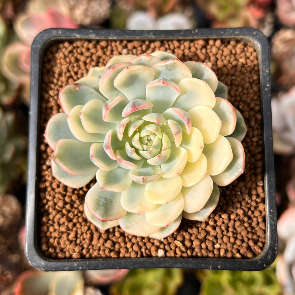 Echeveria 'Minima' Variegated 1