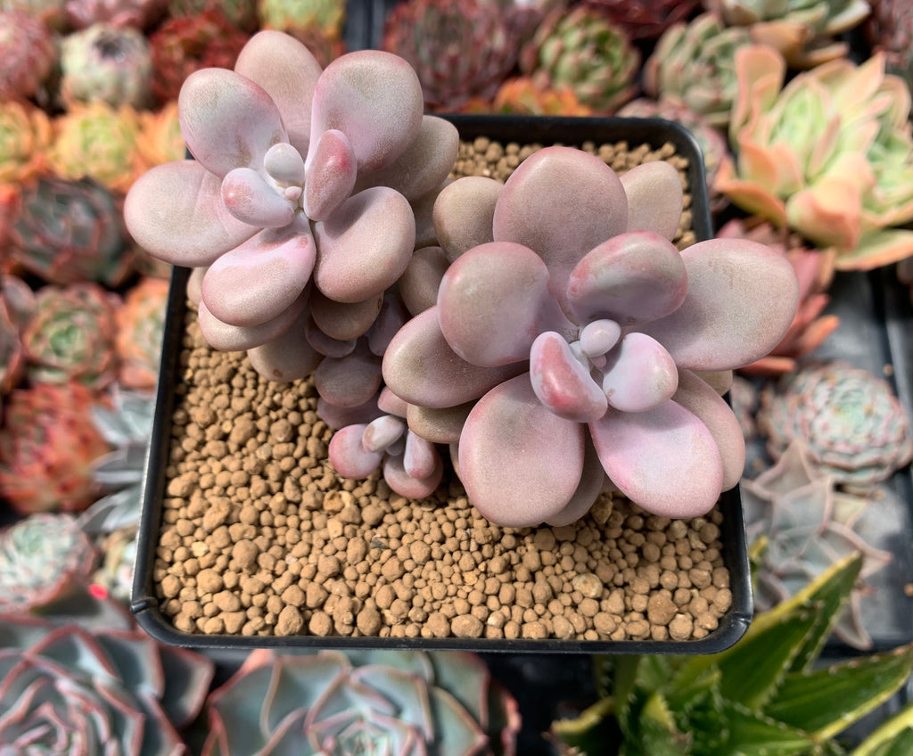 アメシスティヌム錦　Graptopetalum amethystinum Graptopetalum 'Amethystinum' 3