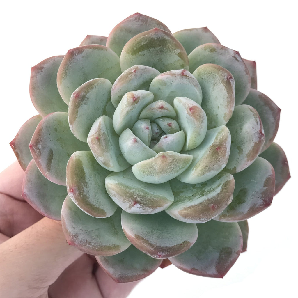 green ice succulent Echeveria 'Icy Green' 5" Large Succulent Plant