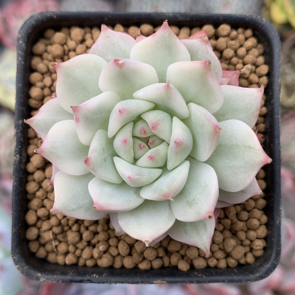 tippy pink succulent Echeveria 'Tippy' Variegated 1" Small Succulent Plant