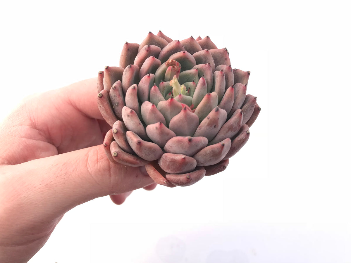 Echeveria Zaragoza Hybrid 3”-4” Rare Succulent Plant