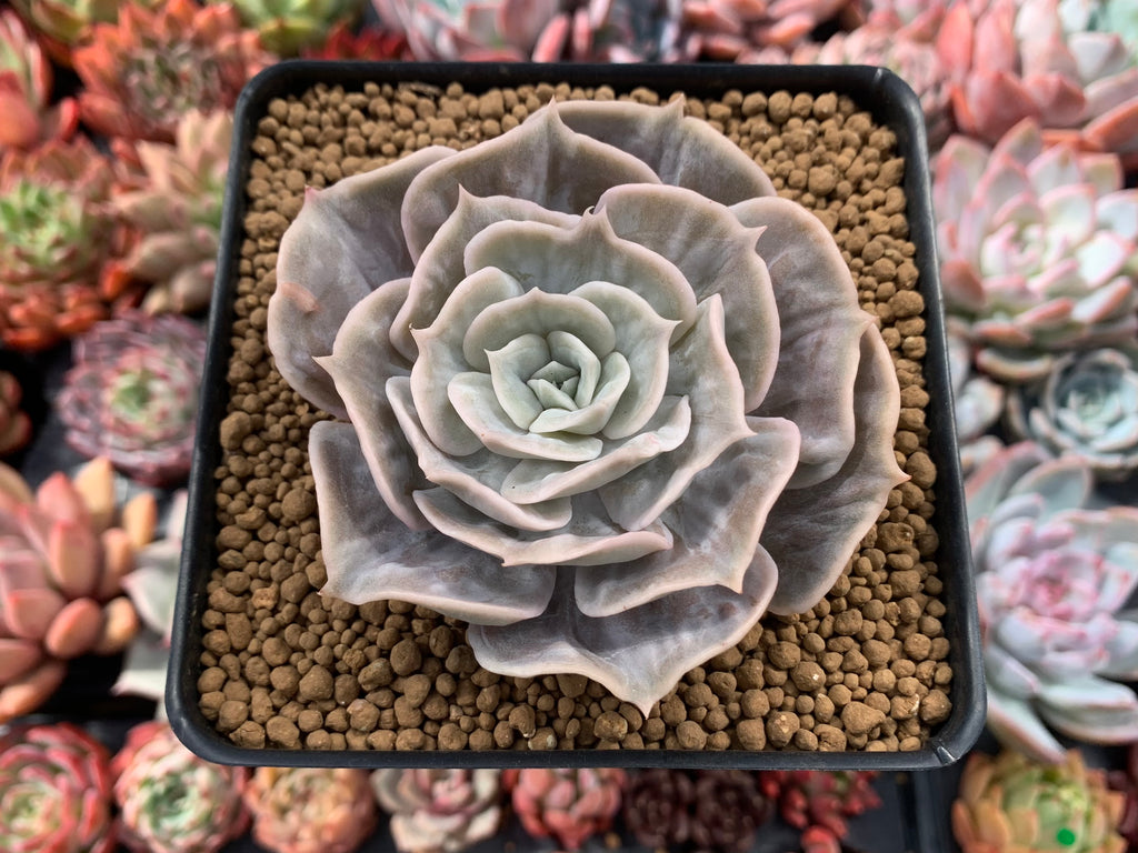 marble buttons succulent Echeveria 'Lilacina' Marble Variegated 4" Succulent Plant – True Succulents Plant Co