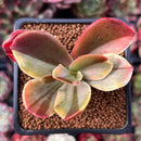 Echeveria 'Fimbriata' Variegated AKA 'Fasciculata' 2" Succulent Plant