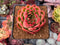 Echeveria Agavoides 'Prolifera' 2"-3" Succulent Plant
