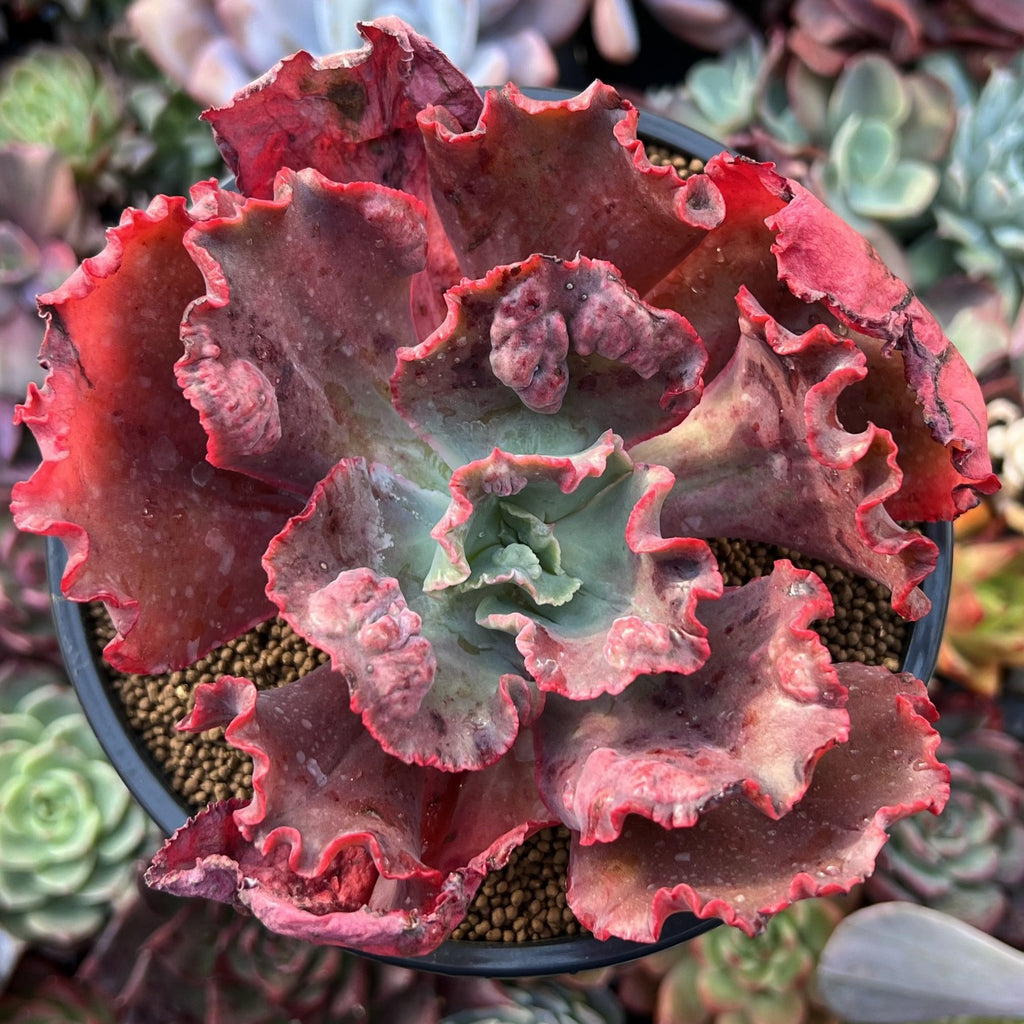Echeveria 'Party Dress' 3