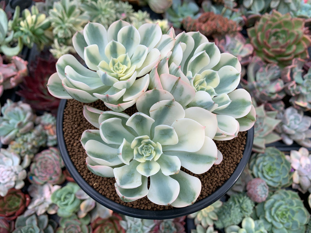 compton succulent Echeveria 'Compton Carousel' Variegated 4" Cluster Succulent Plant