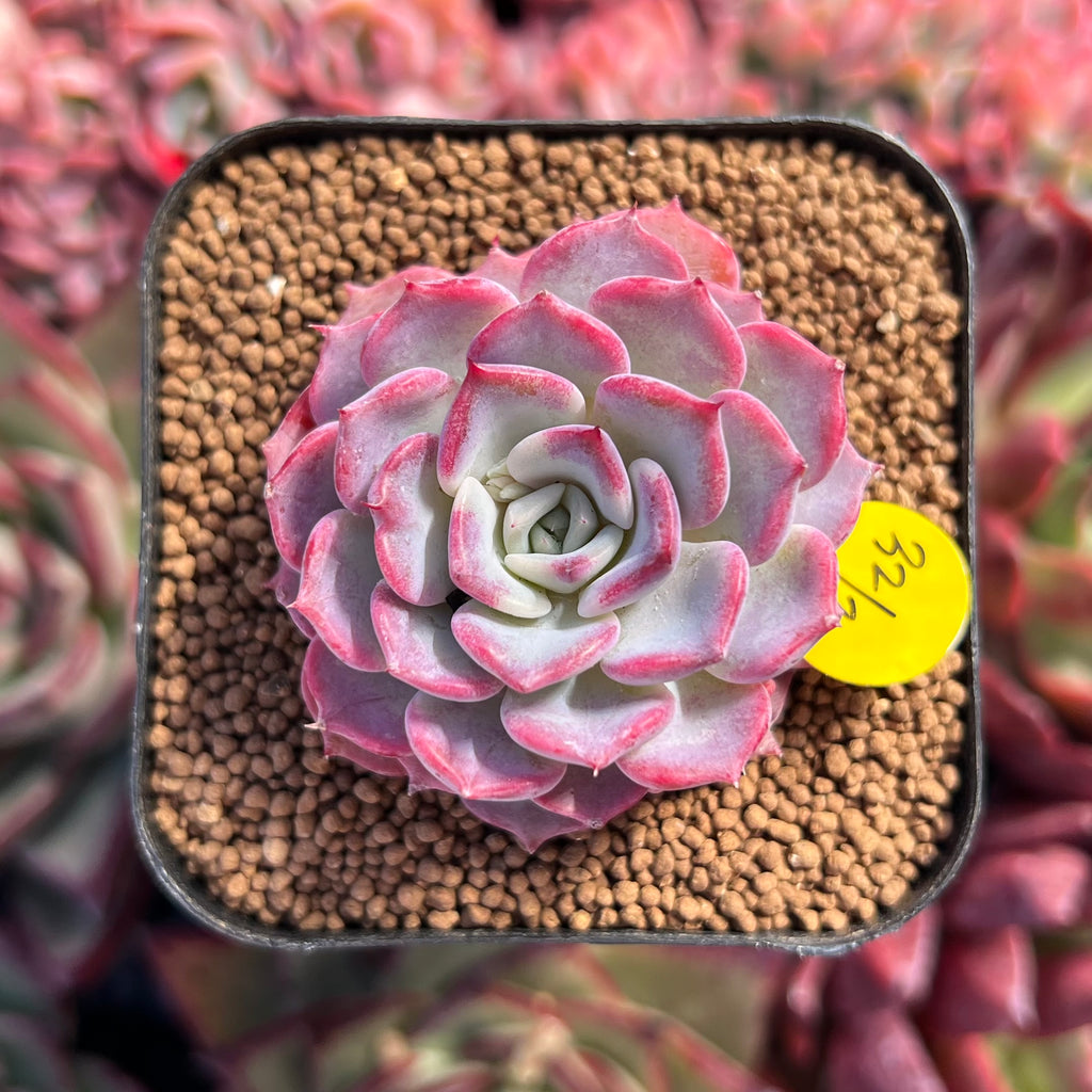 succulent me Echeveria 'Kiss Me' 1"-2" Succulent Plant