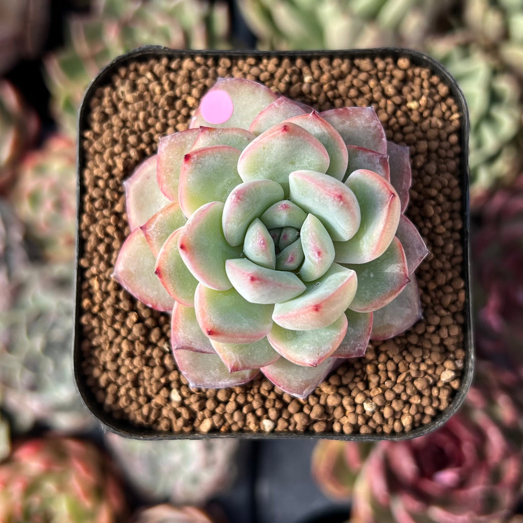 echeveria classic french trnusers サイズ2 echeveria New classic french trousers